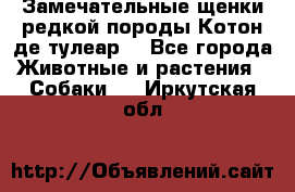 Замечательные щенки редкой породы Котон де тулеар  - Все города Животные и растения » Собаки   . Иркутская обл.